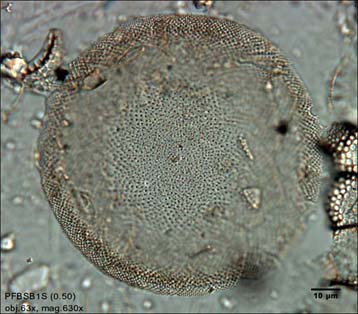 Actinocyclus nebulosus    