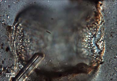 Campylodiscus echeneis    