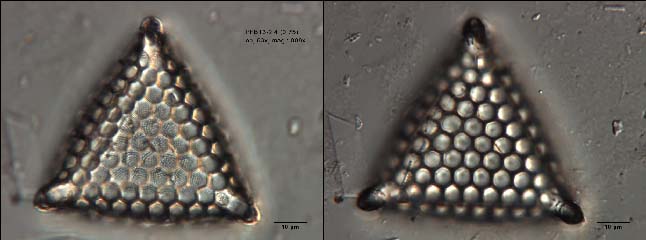 Triceratium distinctum    