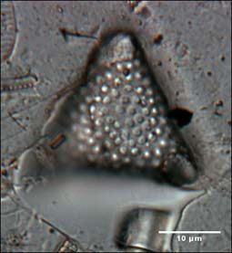 Triceratium reticulum    