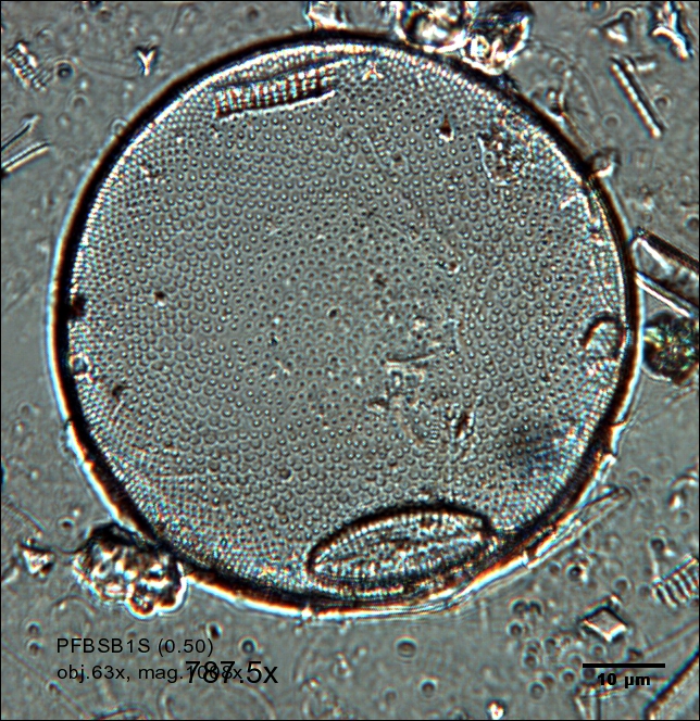 Actinocyclus ehrenbergii var. ralfsii   
