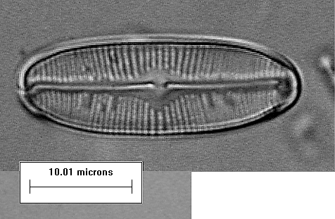 Navicula sp. FT01    