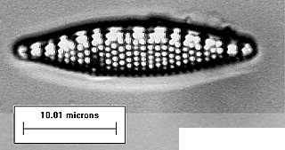 Nitzschia cf. semirobusta    