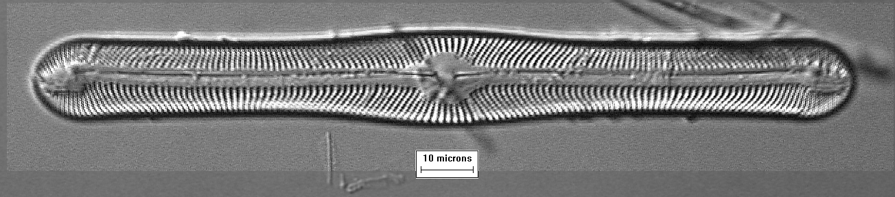Pinnularia sp. FT01    