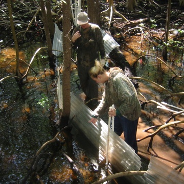 Left to right: Dan Bond and Melissa Romigh. Setting up flume panel to measure nutrient/sediment fluxes in a mangrove forest at SRS-6 in Shark River Slough