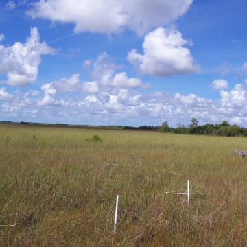 Macrophyte plots at TS/Ph-4 in the C-111 Basin