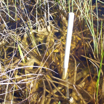 TS/Ph-3 site in Taylor Slough - PVC pole where autosampler takes samples