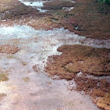 Aerial photo of SRS-2 in Shark River Slough