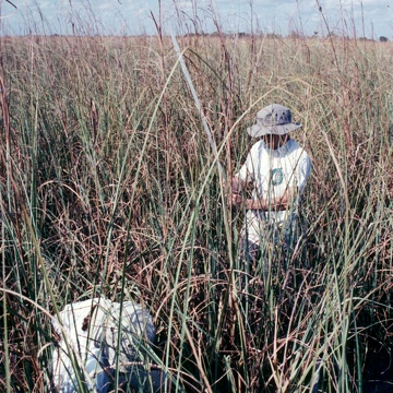 Measuring sawgrass in macrophyte plots at SRS-3 in Shark River Slough