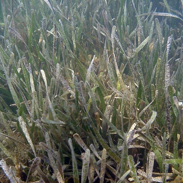 Seagrass at TS/Ph-9 in Florida Bay