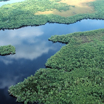 Aerial photo of SRS-4 in Shark River Slough