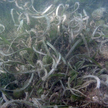 Seagrass at TS/Ph-11 in Florida Bay