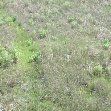 Aerial photo of macrophyte plots at SRS-1b in Shark River Slough