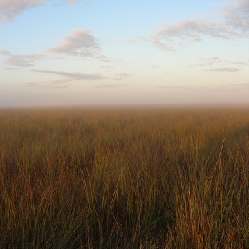 Early morning in a short-hydroperiod Everglades marsh (south of TS/Ph-1b in Taylor Slough)