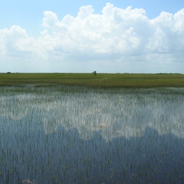 Long-hydroperiod Everglades marsh, wet season, 2008 (near SRS-2 in Shark River Slough)