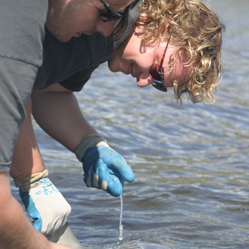 Bryan Delius (M.S. student) takes a small muscle plug from a bull shark with the help of Ph.D. student Derek Burkholder.