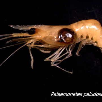 Palaemonetes paludosis (Palaemonid shrimp)