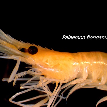 Palaemonetes floridanus (Palaemonid shrimp)