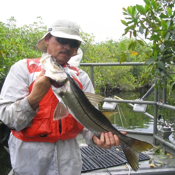 Bill Loftus with a snook at Rookery Branch