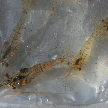 Palaemonid shrimp at Shark River