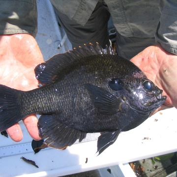 Blue Gill at Rookery Branch
