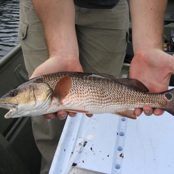 Red Drum at Rookery Branch