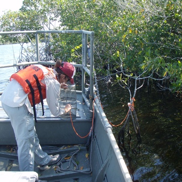 Lauren McCarthy setting a minnow trap in Rookery Branch