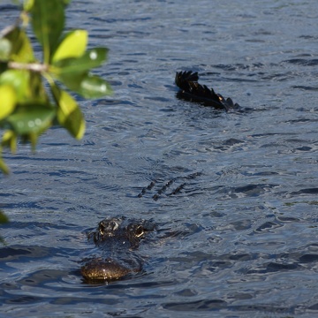 American alligator swimming in the Shark River estuary