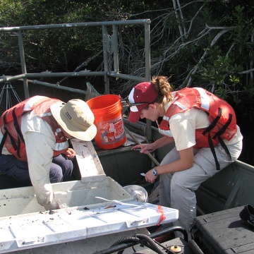 Bill Loftus and Lauren McCarthy measuring fish in Shark River