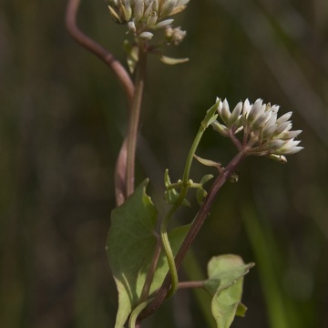 Mikania scandens near TS/Ph-2 in Taylor Slough