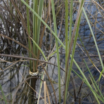 Tagged sawgrass (Cladium jamaicense) at TS/Ph-2 in Taylor Slough