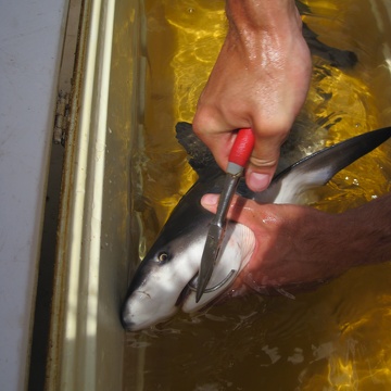 Hook removal from a juvenile bull shark in Tarpon Bay