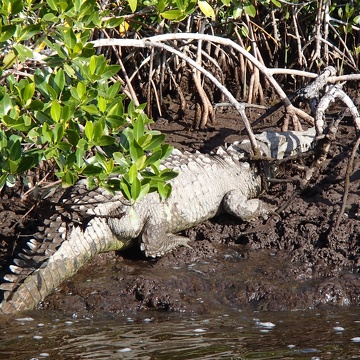 Adult crocodile in Shark River