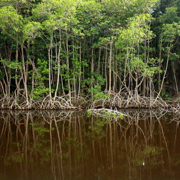 Mangroves tangled
