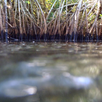Mangrove prop roots at Rookery Branch