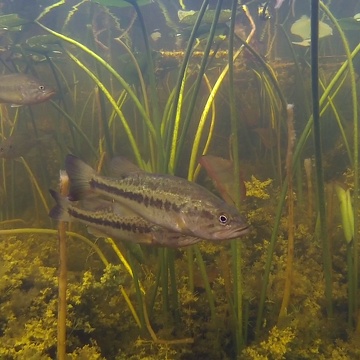 Fish underwater at Rookery Branch