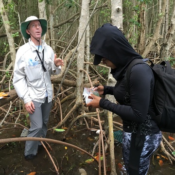 Dr. John Kominoski and Priscilla Brown (FIU Teach Undergraduate) collecting mangrove leaves from seedling mangrove trees in Biscayne National Park.