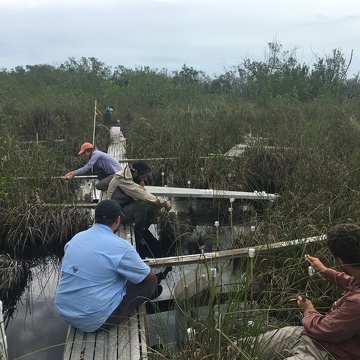 FCE students measuring responses of a sawgrass marsh community to experimental manipulation of salinity