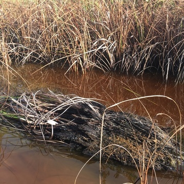 Collapsed sawgrass culm in a brackish water marsh in the Everglades