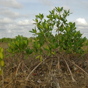 Mangrove in the Model Lands