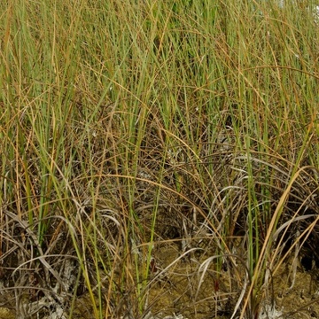 Sawgrass at the low salinity site in the Model Lands