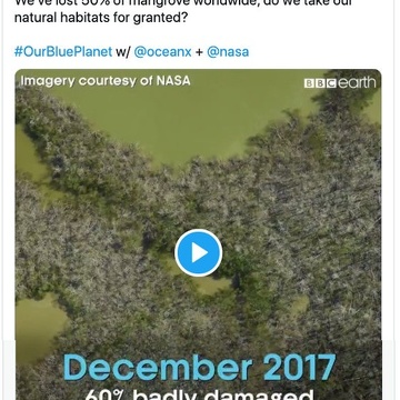 Everglades mangrove recovery after Hurricane Irma - #OurBluePlanet, BBC Earth