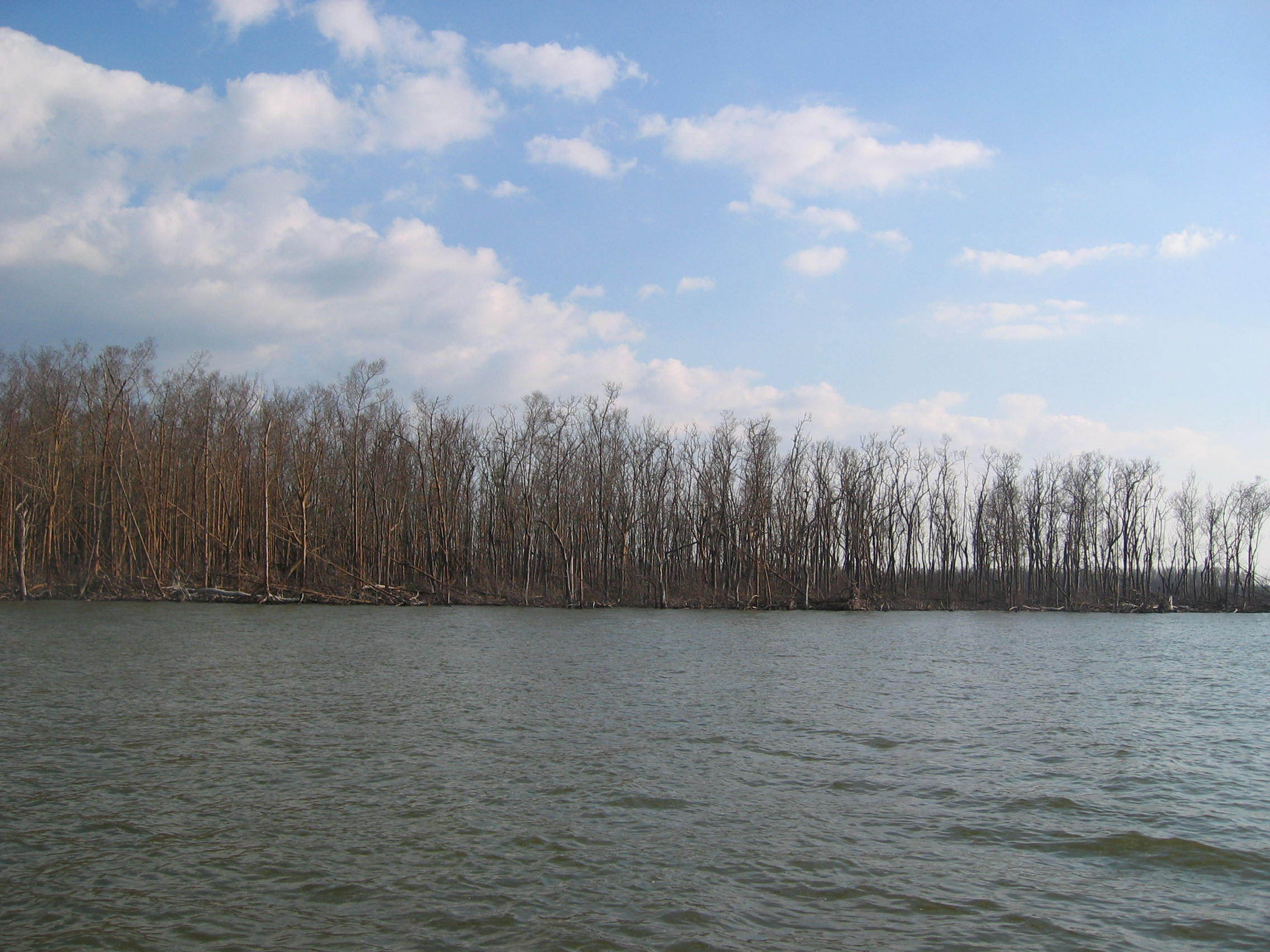 Mangrove forest at the mouth of Shark River damaged by Hurricane Wilma