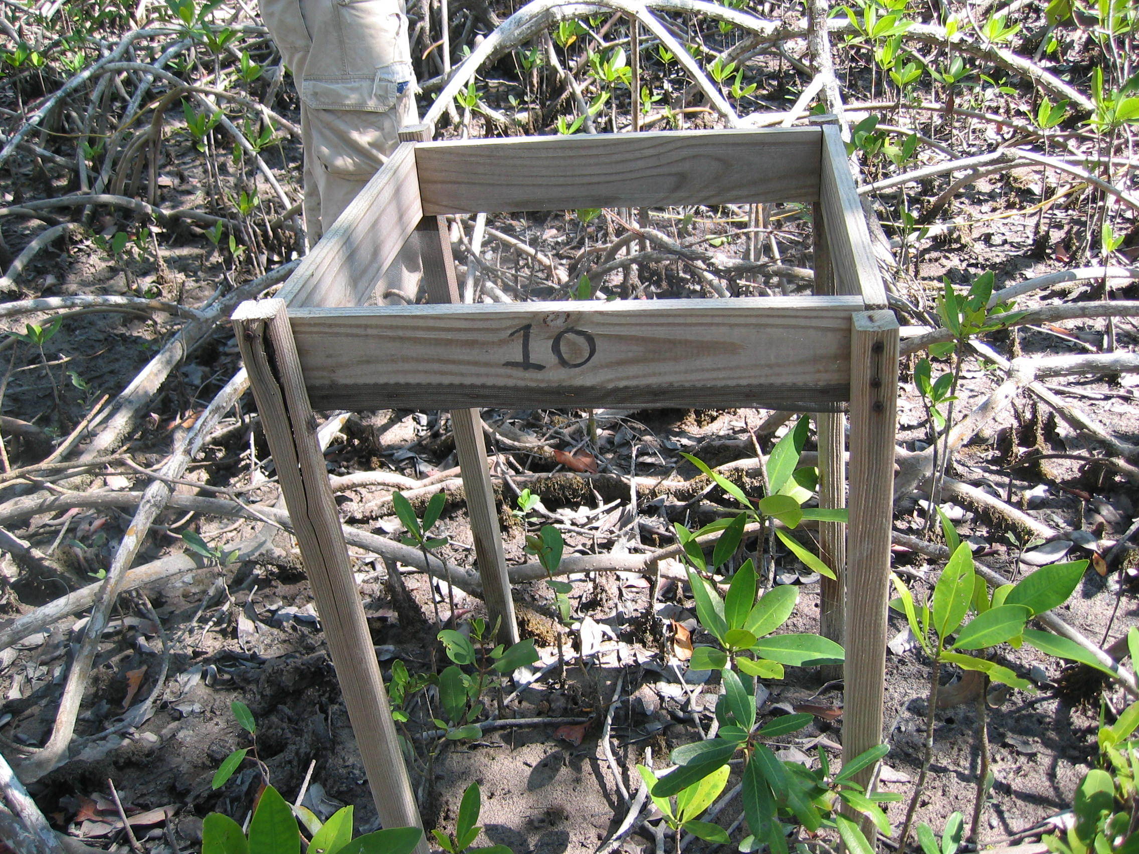 Litter basket installed in a mangrove forest at SRS-5 in Shark River to estimate litterfall productivity