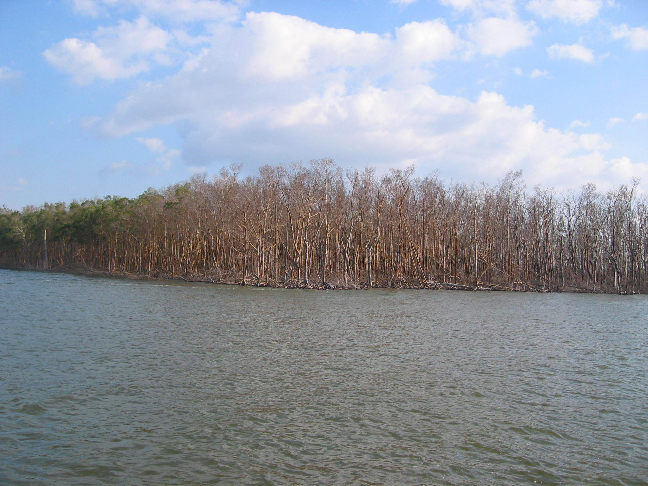 Mangrove forest in Shark River damaged by Hurricane Wilma