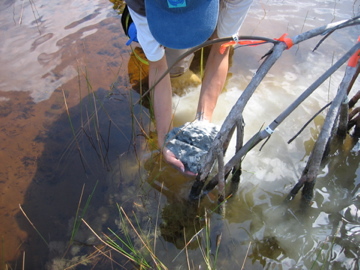 Sharon Ewe applying Florida Bay sediments to dwarf mangrove forest as part of a fertilization experiment