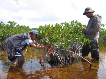 Left to right: Sharon Ewe and Calvin Liu applying Florida Bay sediments to dwarf mangrove forest near TS/Ph-6b in Taylor Slough as part of a fertilization experiment