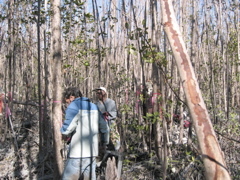 Left to right: Jay Sah and Nilesh Timilsina measuring diameter at breast height in mangrove forests in Harney River damaged by Hurricane Wilma