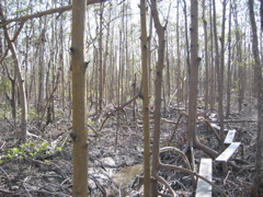 Boardwalk and mangrove forest canopy  at SRS-6 in Shark River Slough damaged by Hurricane Wilma