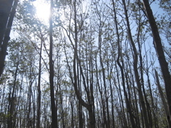 Mangrove forest canopy damaged by Hurricane Wilma at SRS-6 in Shark River Slough